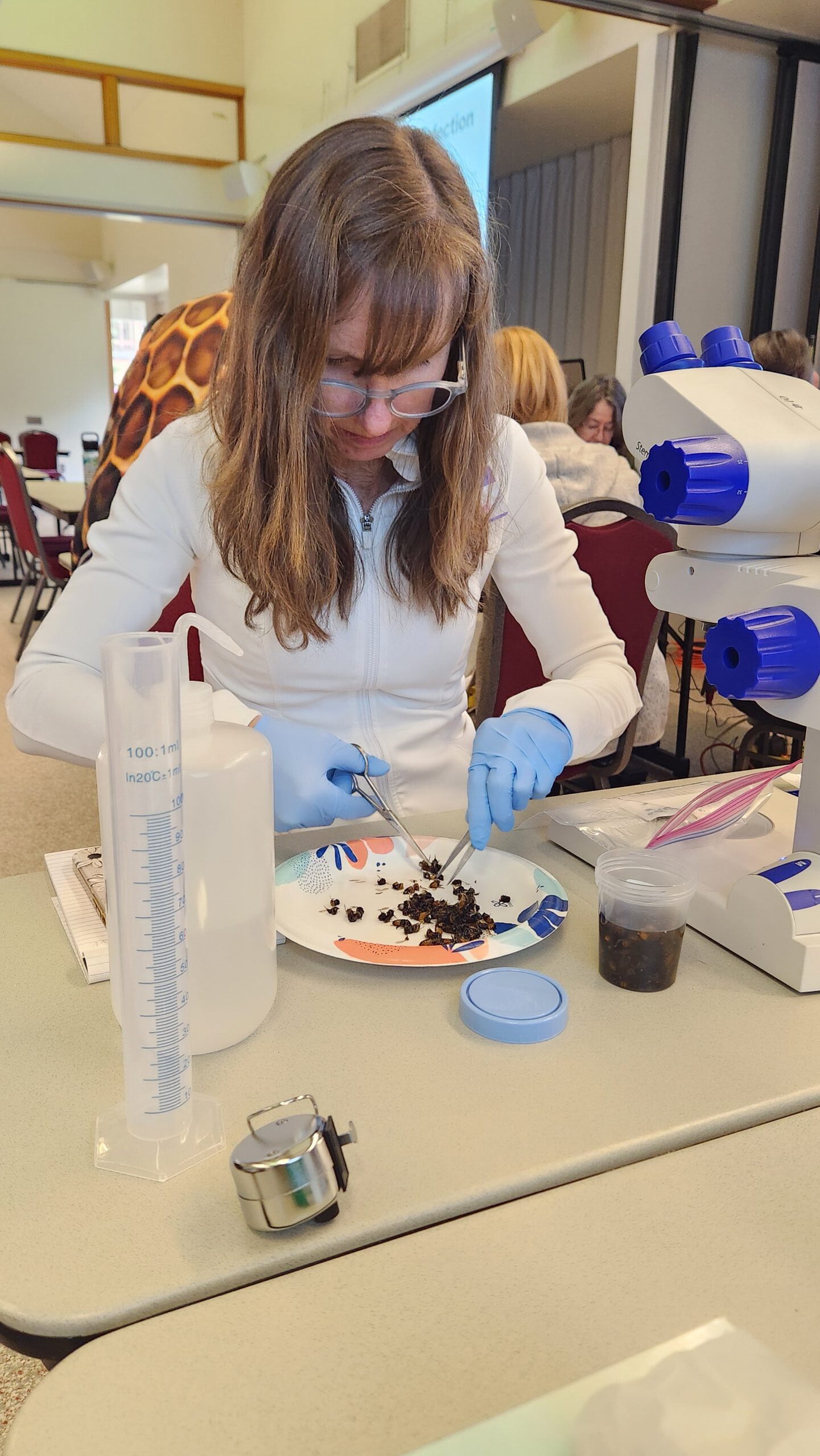 beekeeper cutting abdomens off dead honey bees