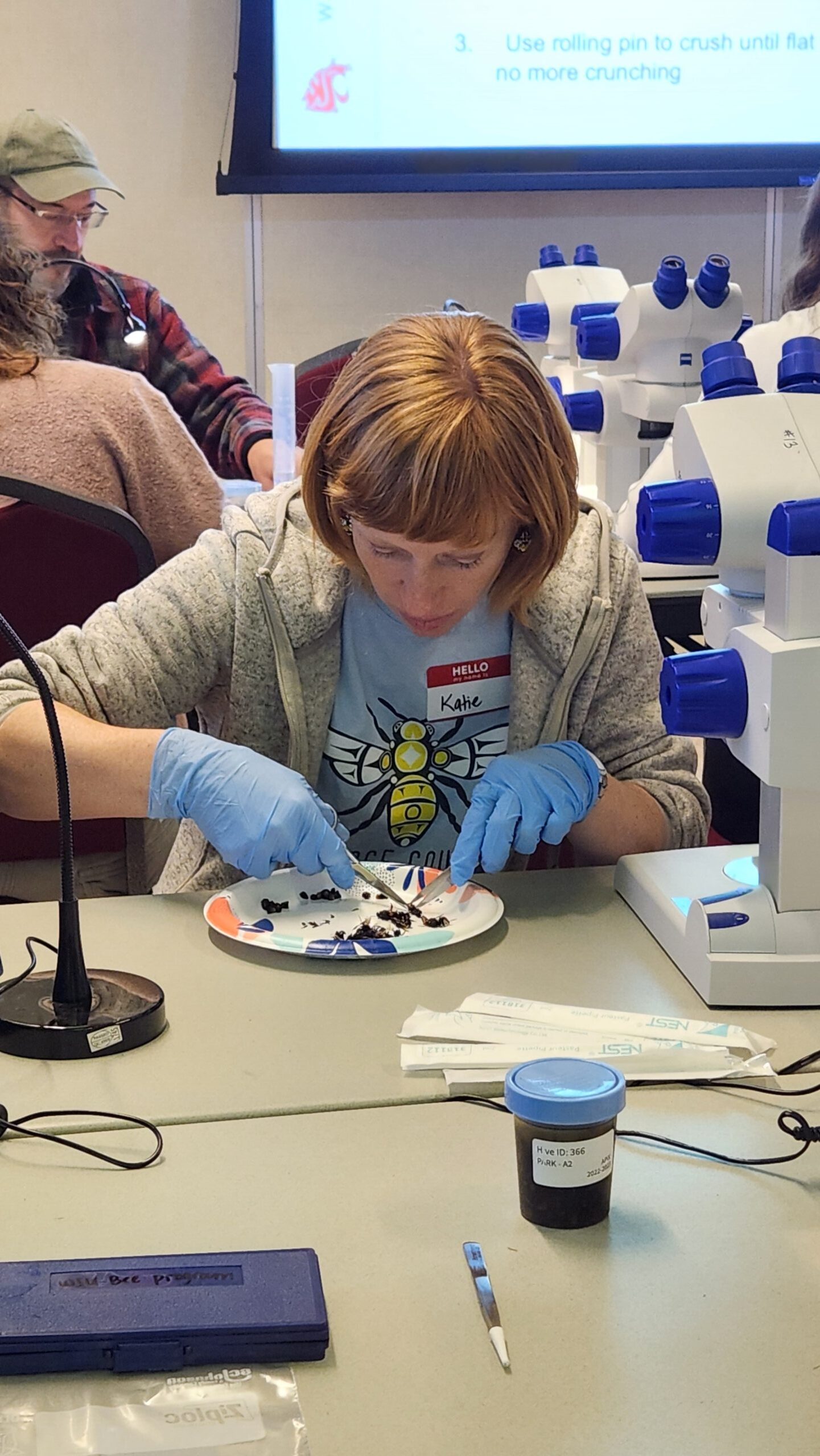 beekeeper cutting abdomens off dead honey bees