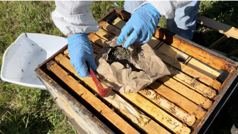 Foto: Bolsa de papel llena de Metarhizium esporulado en arroz integral orgánico sobre marcos de abejas melíferas