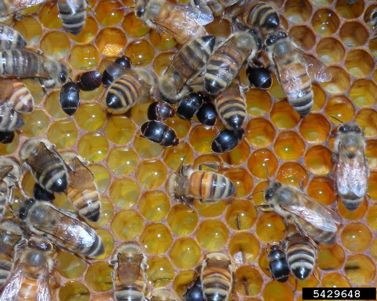 small hive beetle on honey bee frame