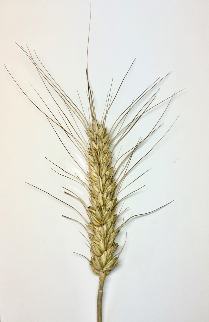 Single head of Xerpha.