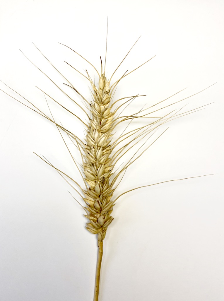 Single head of Skagit 1109.