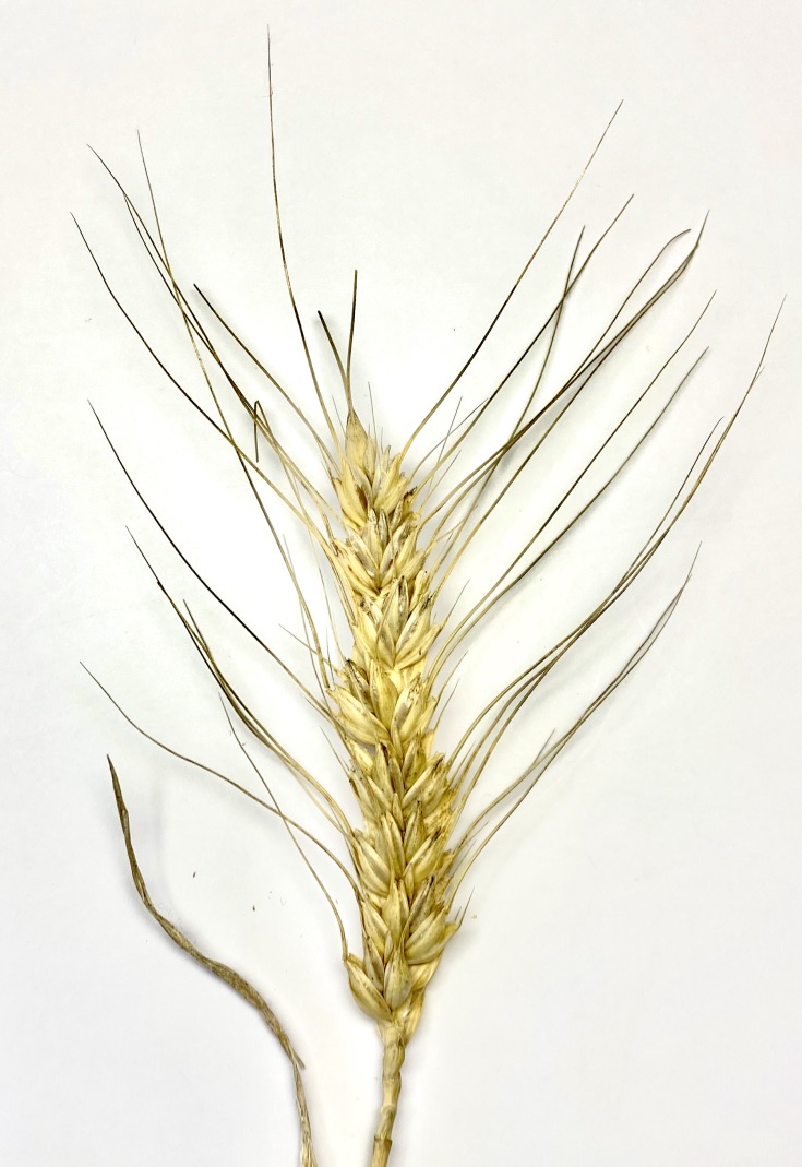 Single head of Bauermeister.