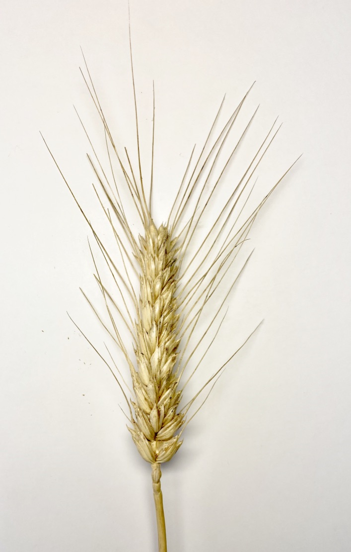 Single head of Masami.