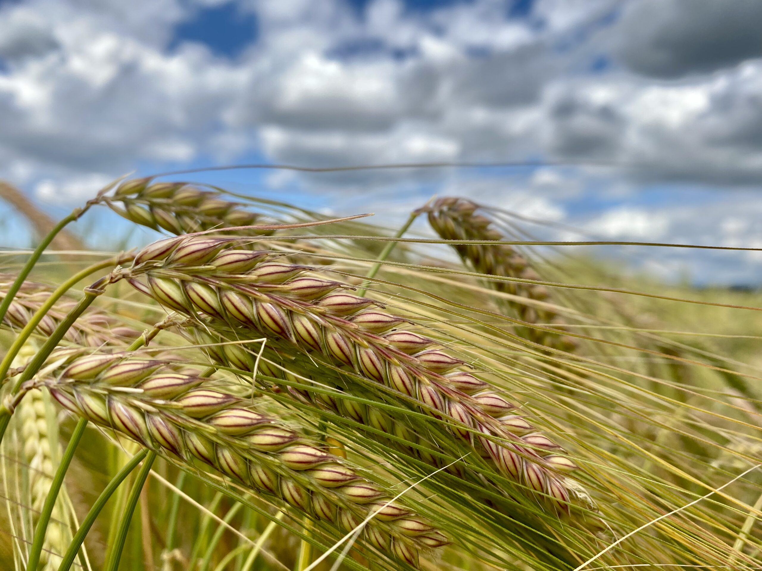 Closeup of barley in a field with cloudy sky above.