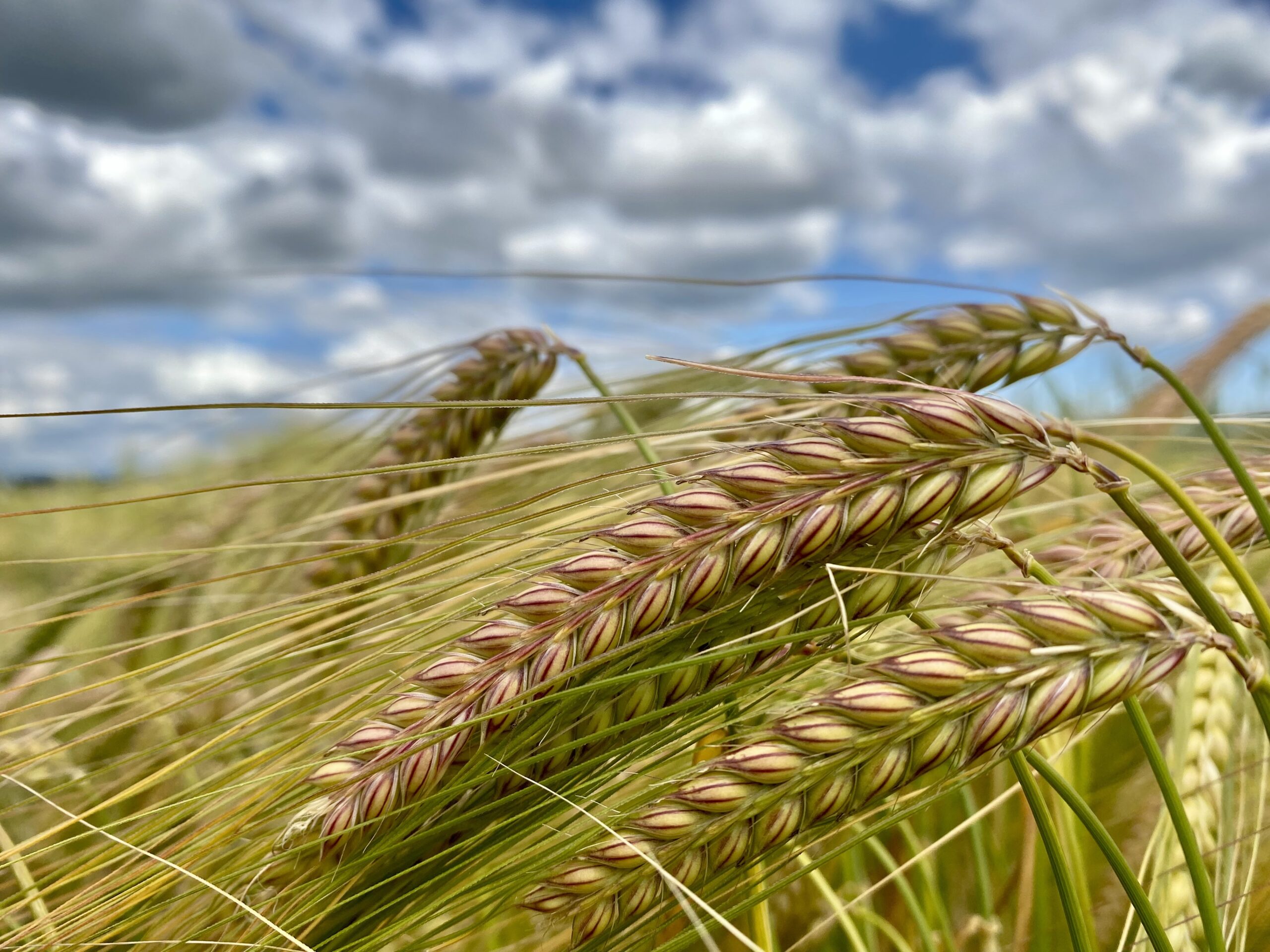 closeup of barley in the field with clouds overhead