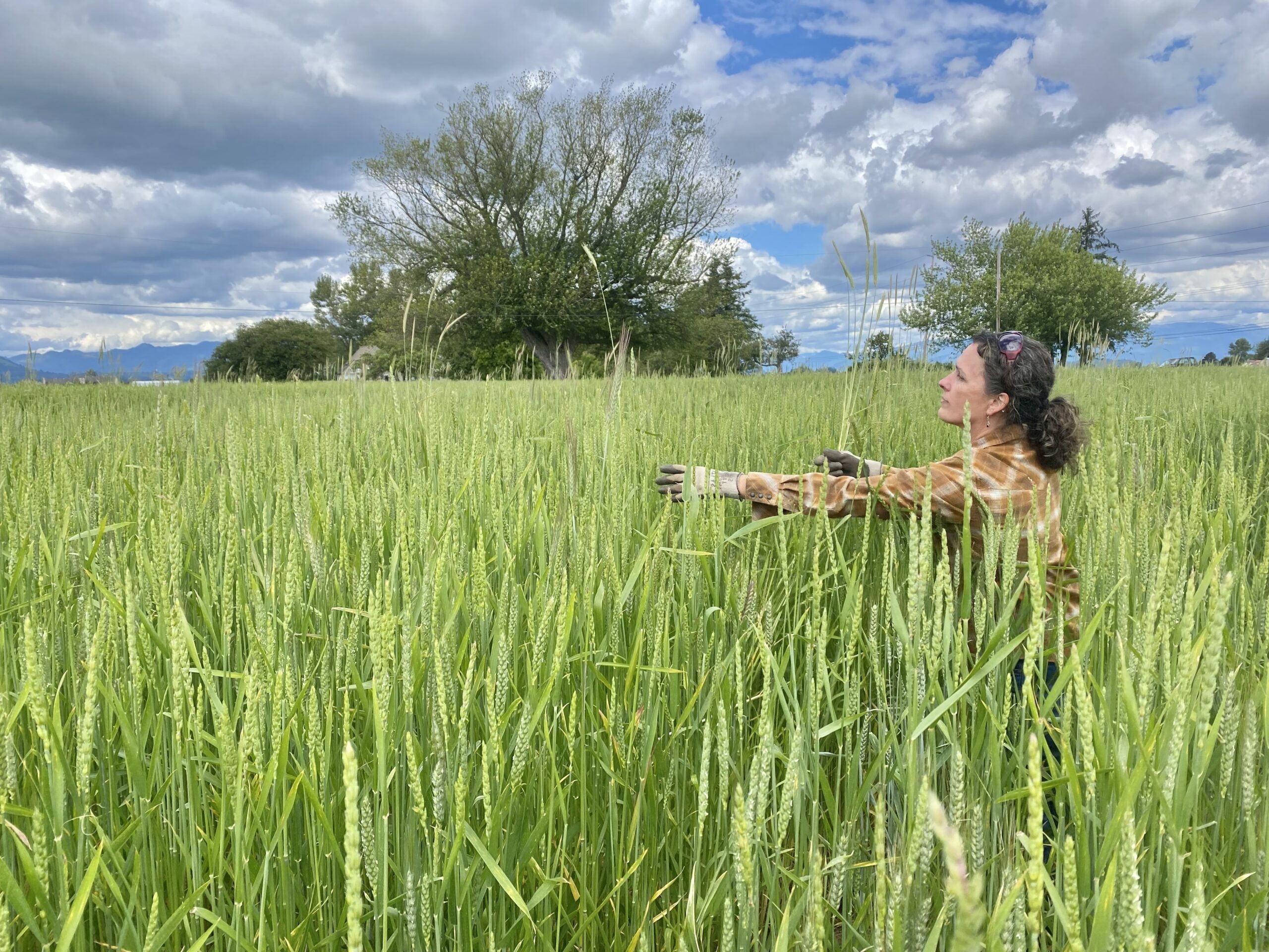 Woman standing in a wheat field.