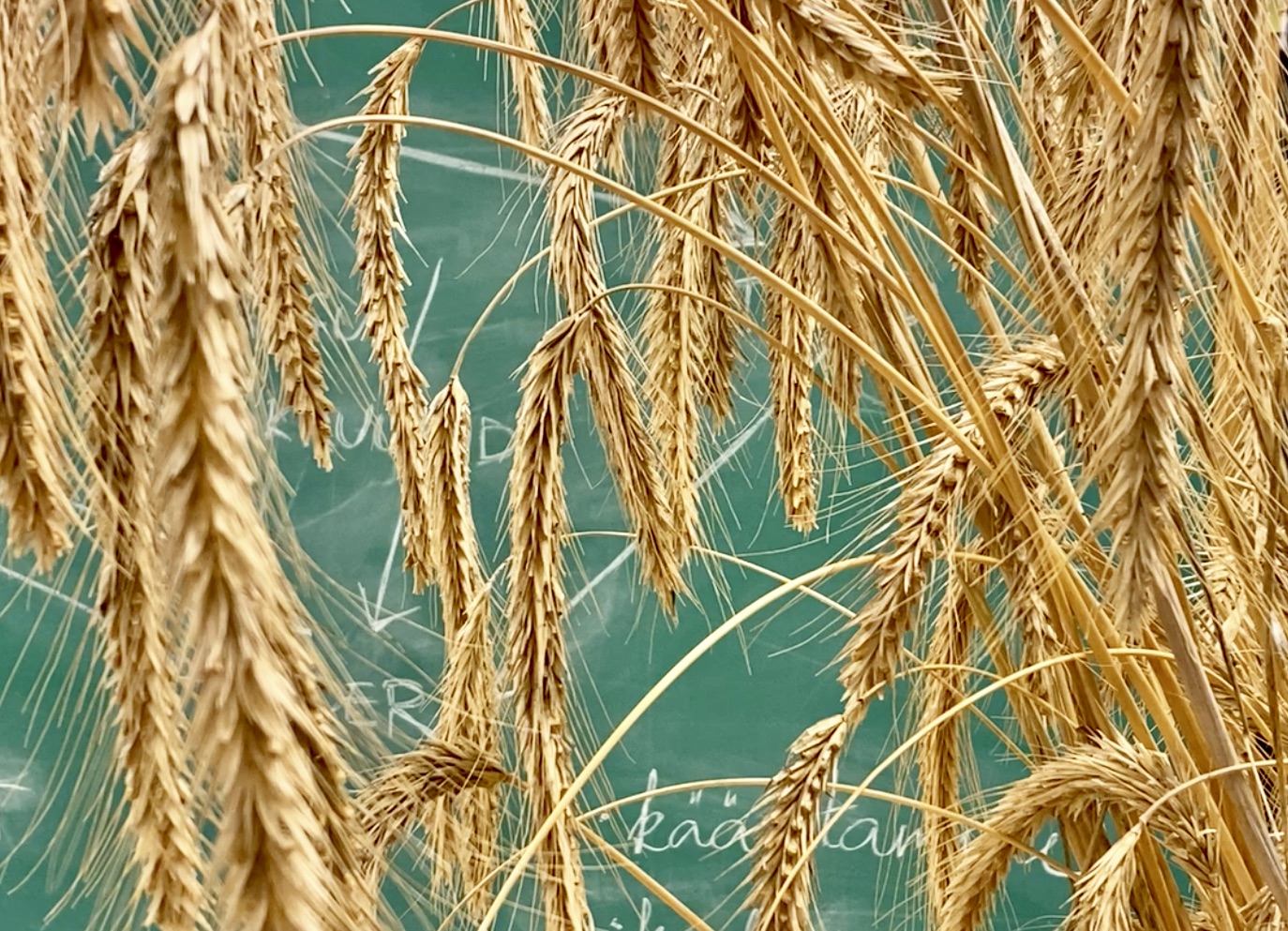 rye heads hanging in front of a green chalkboard