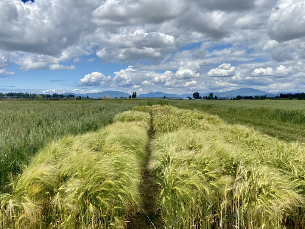 wide shot of rows of barley between rows of wheat with mountains in the distance and clouds overhead