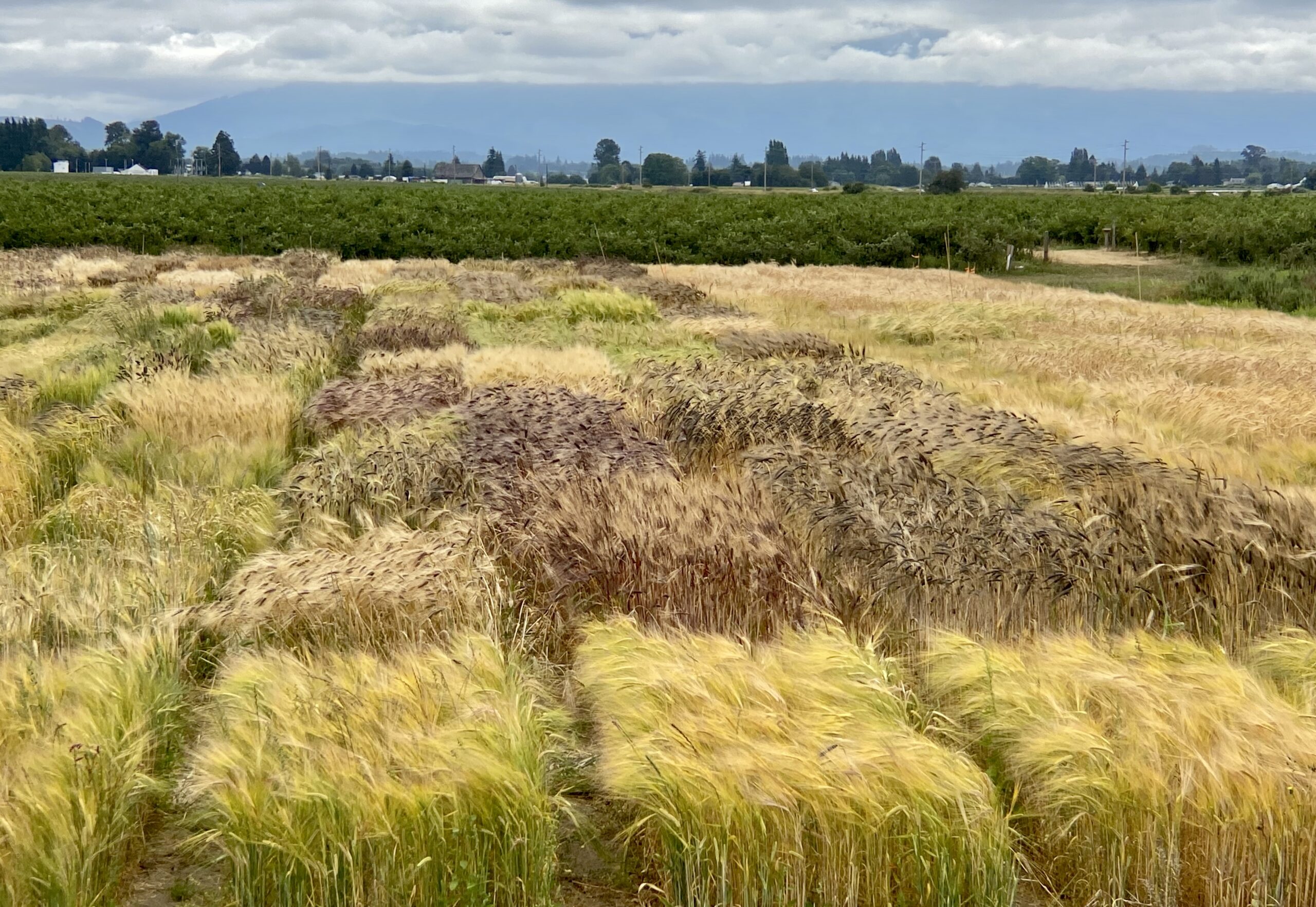wide shot of barley plots of varying colors.