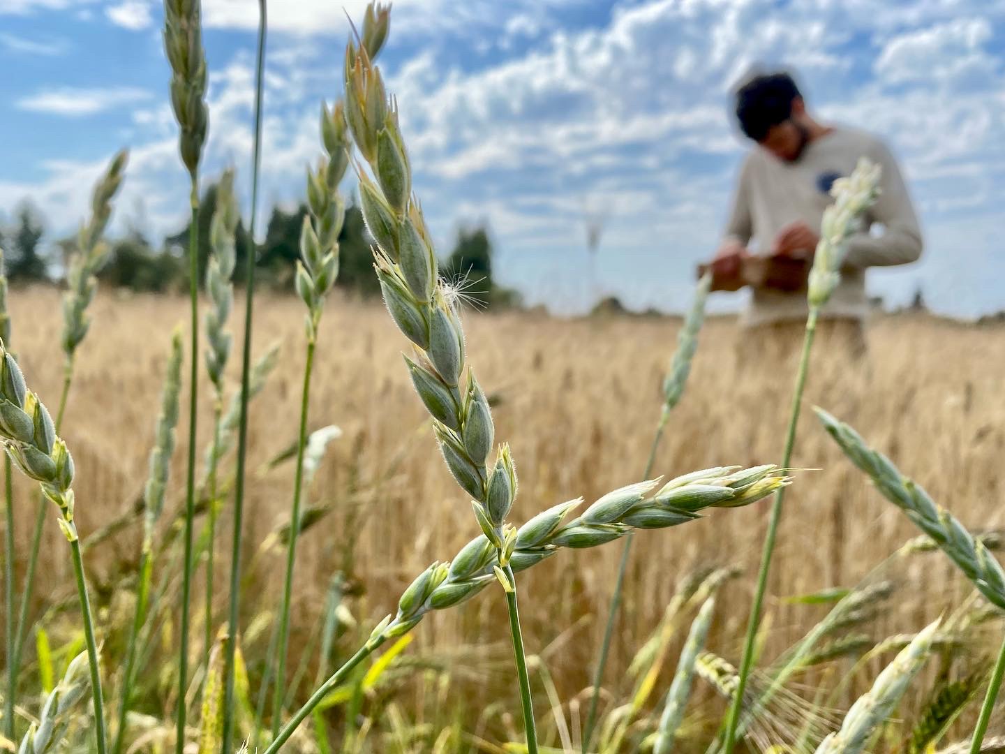 wheat in foreground with a man in the blurred background.