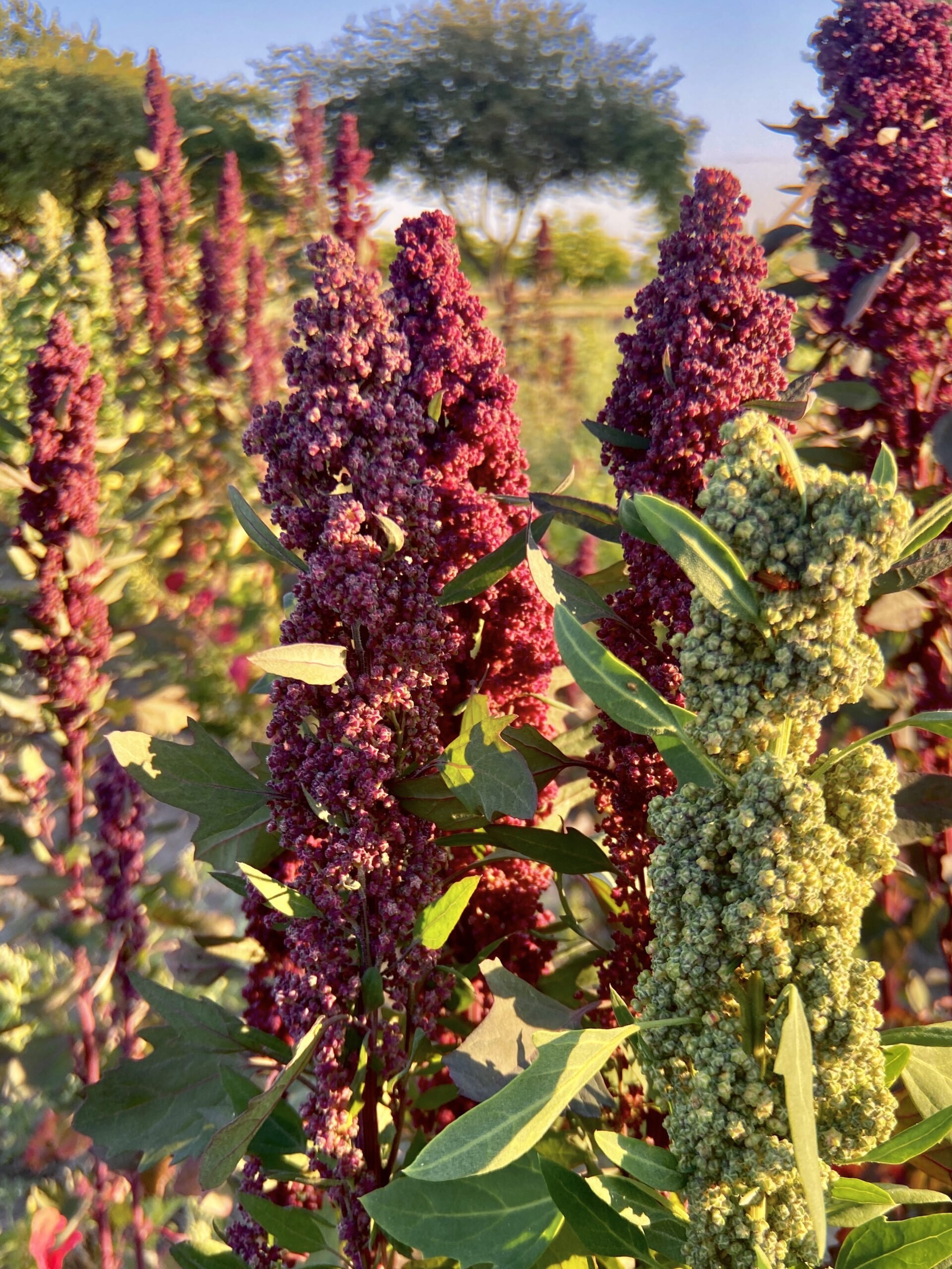 Quinoa plant.