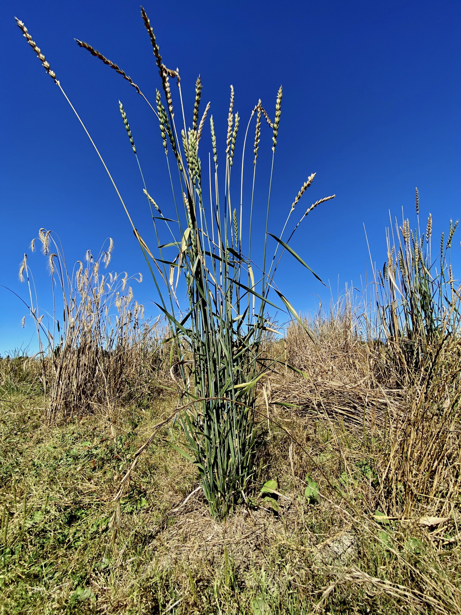 Wheat grass.