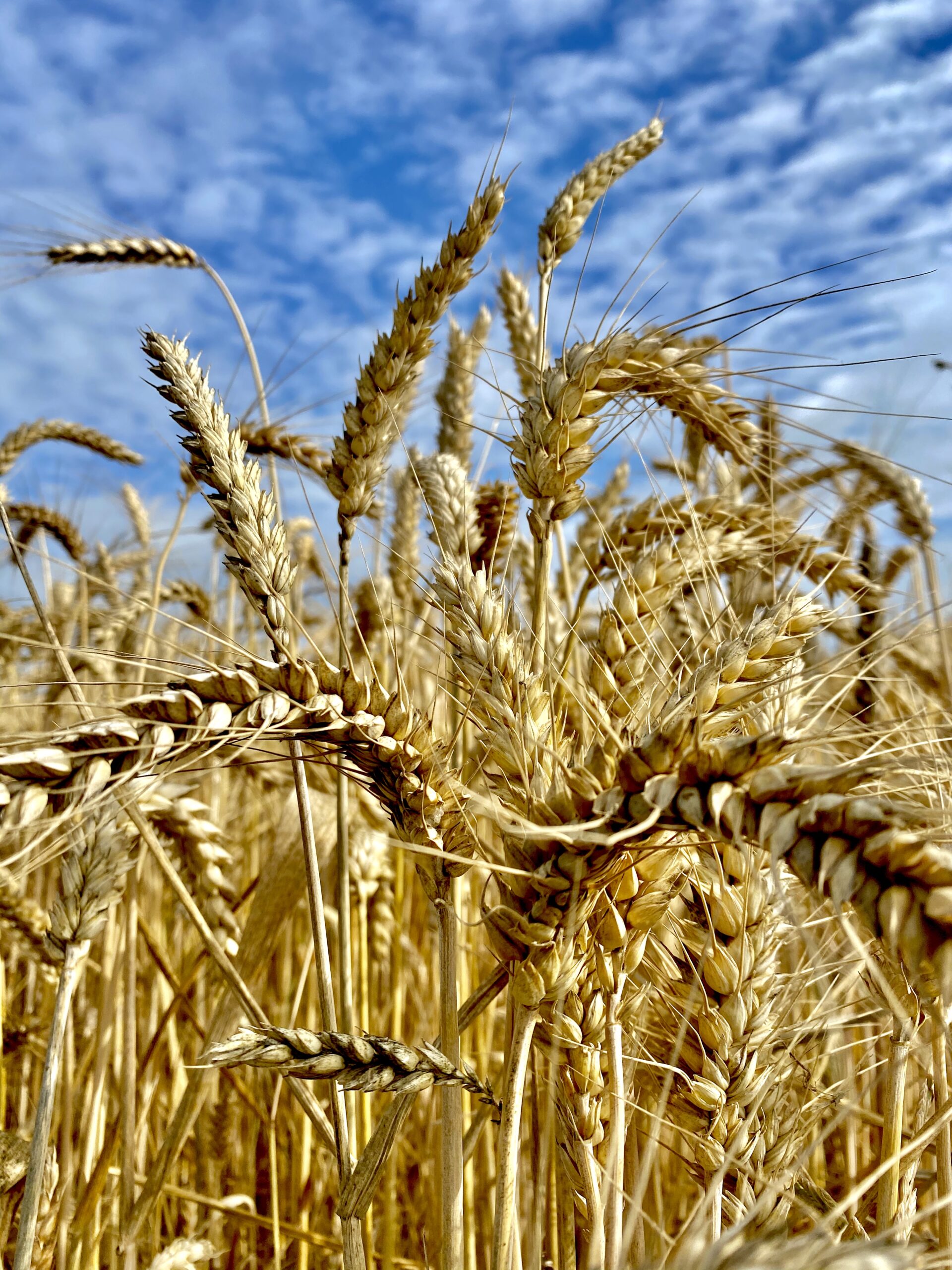 Up close of wheat.