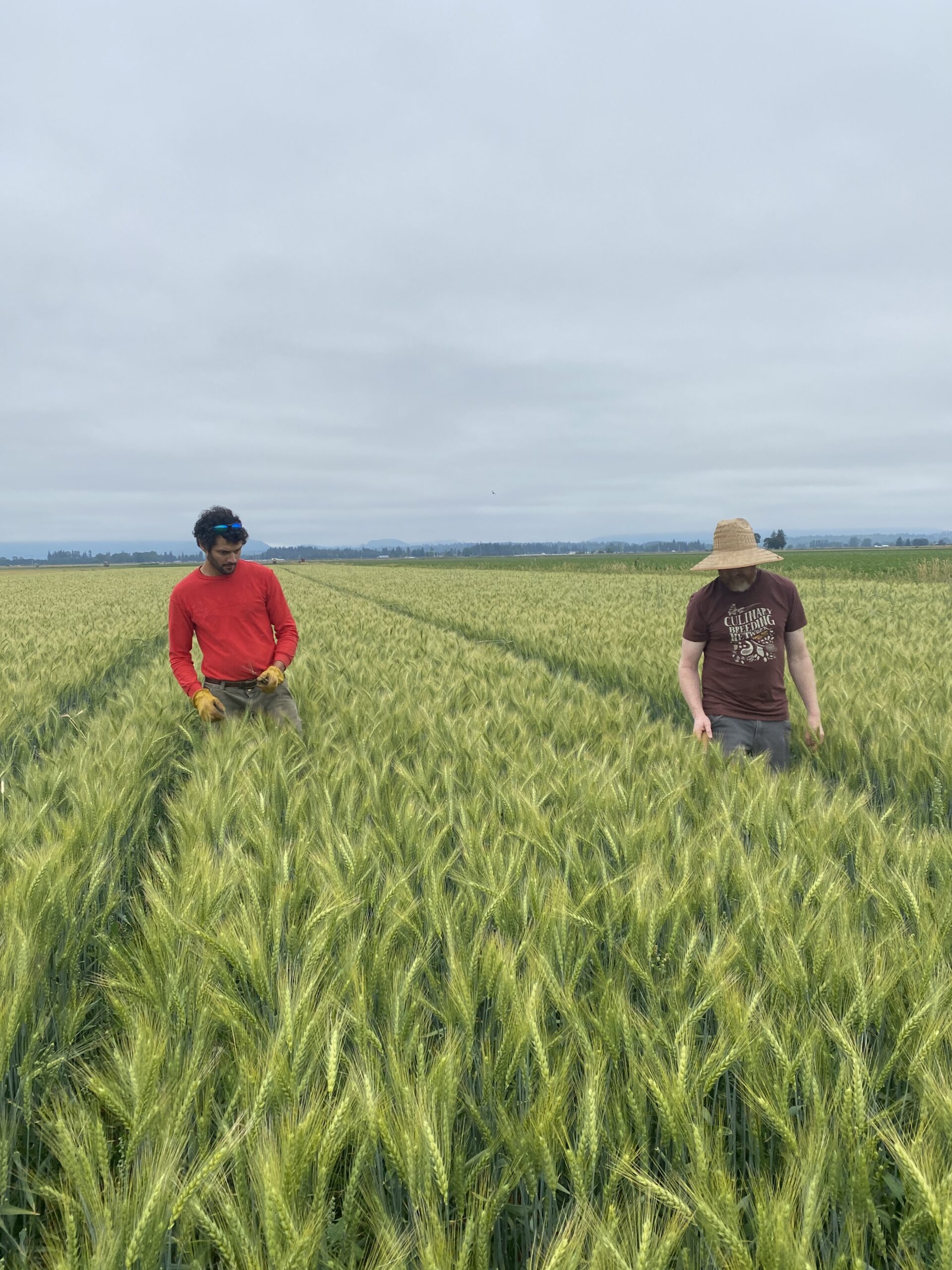 Two people walking through a wheat field.