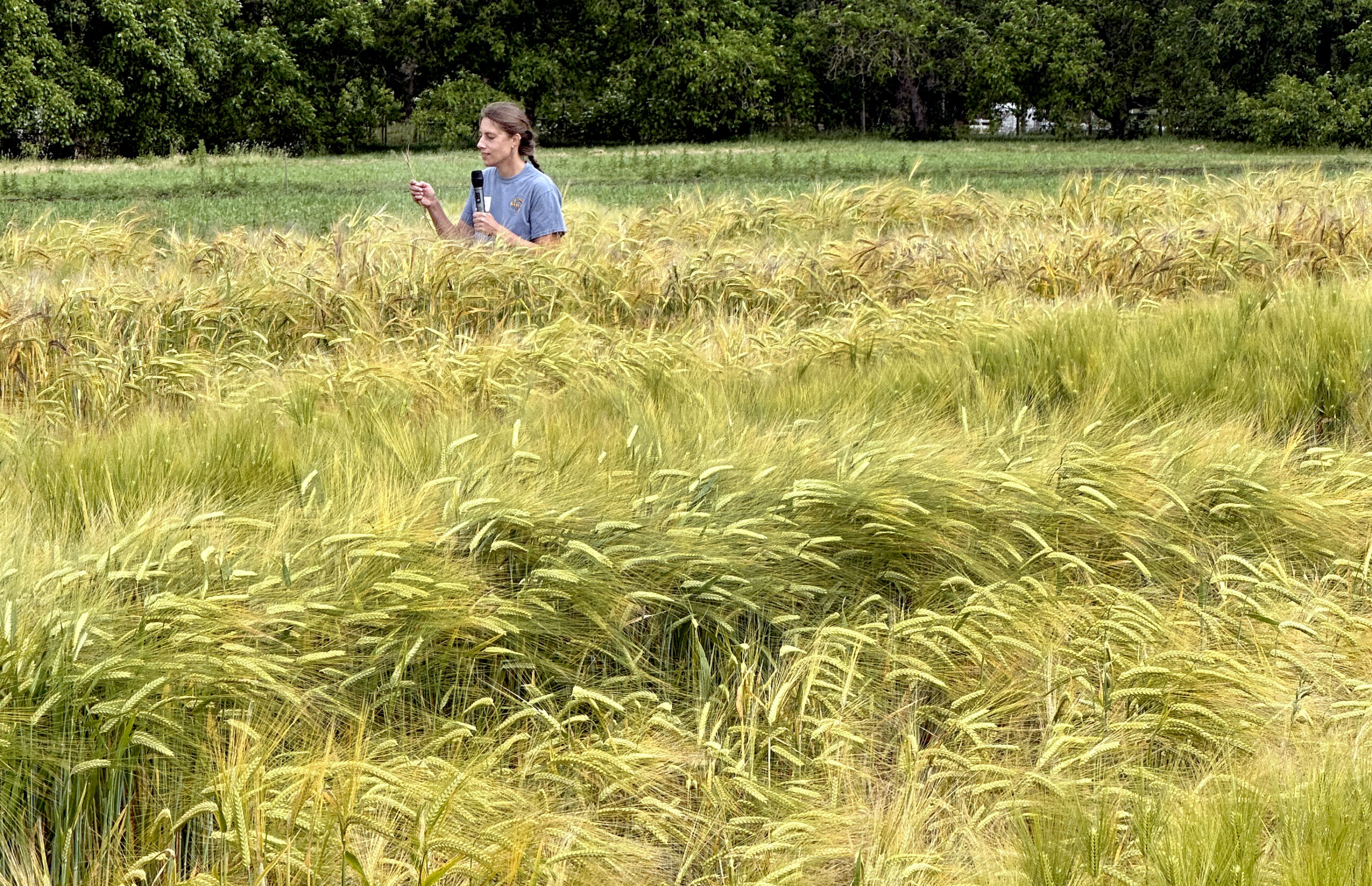 Woman holding a microphone standing in a field of barley.