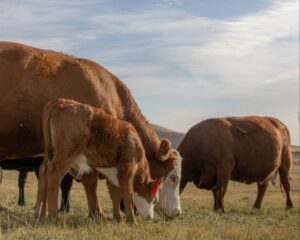 Two cows and a calf graze in an eastern Washington field