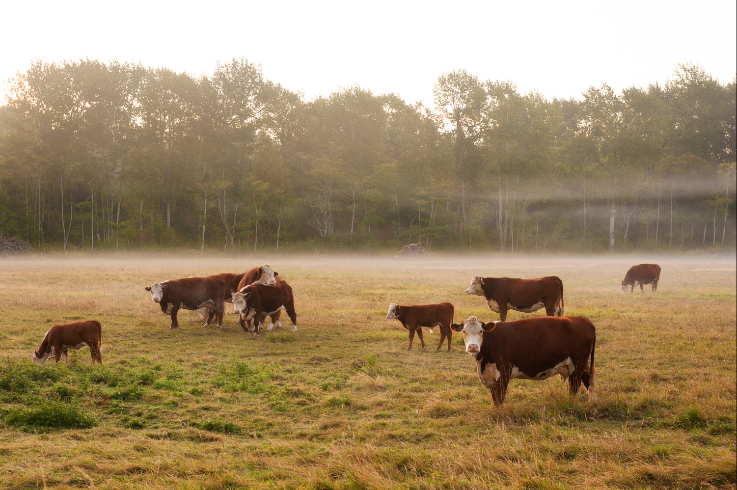 Dairy cows graze in a field with overhanging mist