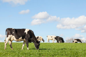 Black and white Holstein dairy cow grazing on the skyline in a green pasture against a blue sky with white clouds and the herd in the background