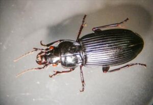 Ground beetle