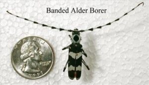 Banded Alder Borer next to quarter for scale..