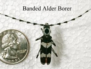 Banded Alder Borer next to quarter for scale..