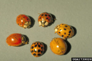 Six Multi-colored Asian lady beetles