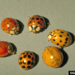 Six Multi-colored Asian lady beetles