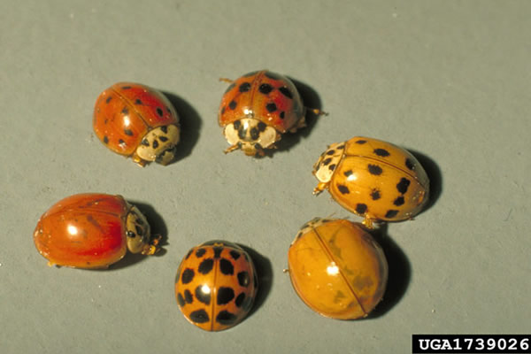 Bumble Bee on flower