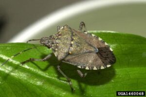 Brown Marmorated Stink Bug on leaf