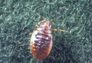 Bed bug