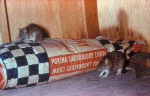 Roof rats on dog food bag