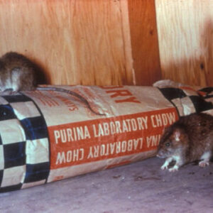 Roof rats on dog food bag