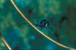 Black Widow Spider