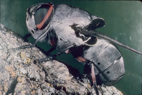 Bumble Bee on flower