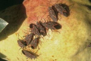 Box elder bugs