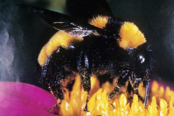 Bumble Bee on flower