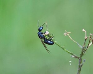 Carpenter ant on twig