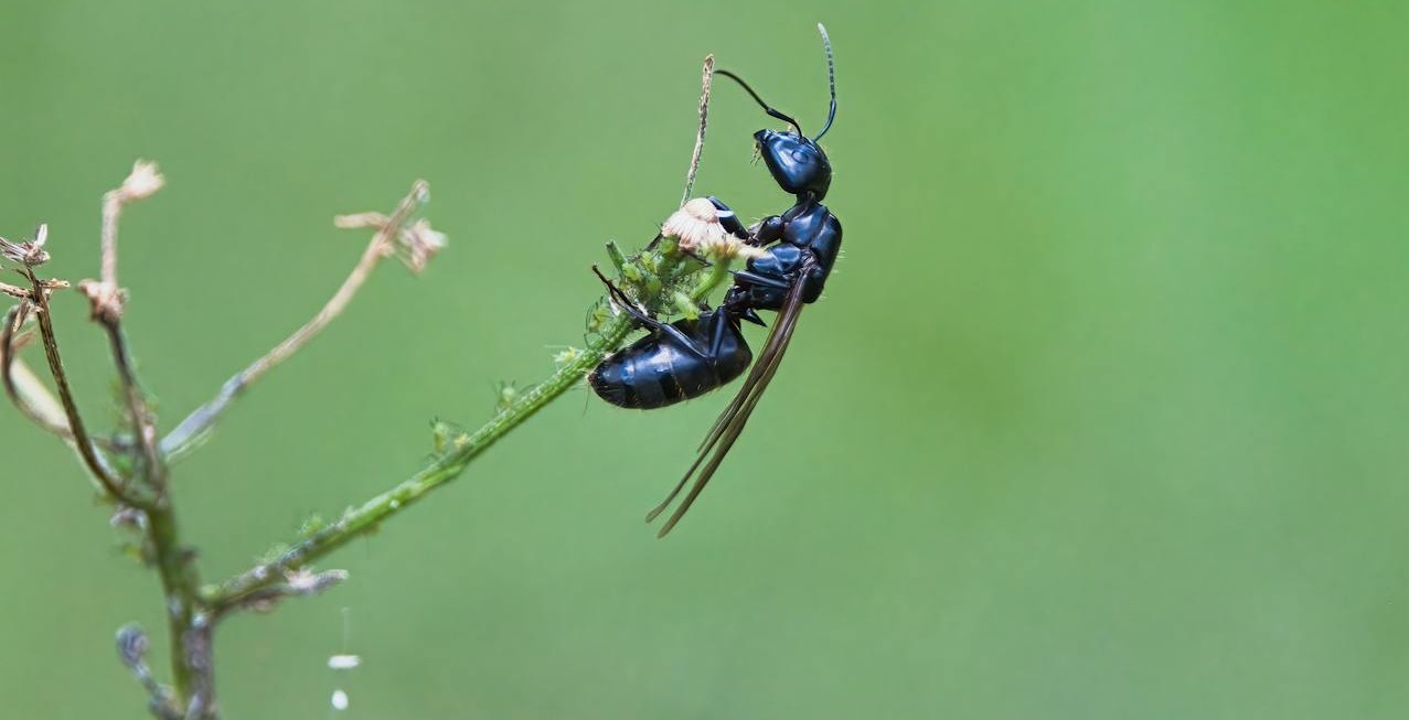 Carpenter ant on twig