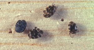 Multiple adult varied carpet beetles