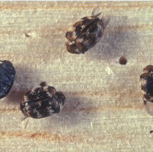 Multiple adult varied carpet beetles