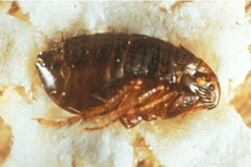 Bumble Bee on flower