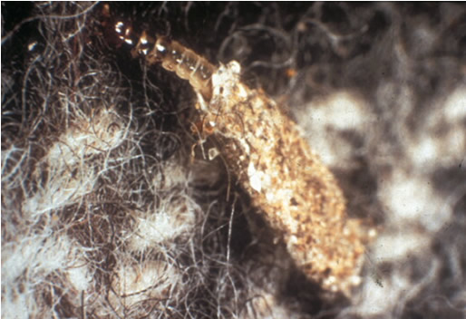 Bumble Bee on flower