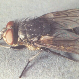 Cluster Fly closeup