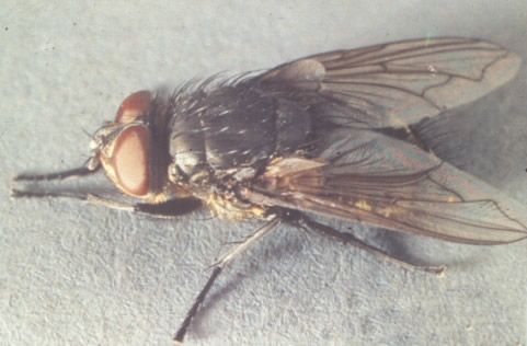 Bumble Bee on flower