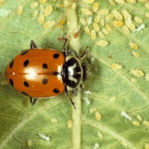 lady beetle eating aphids.