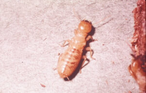 Singular Termite