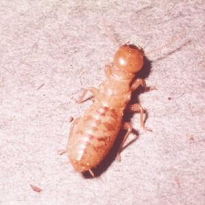 Singular Termite