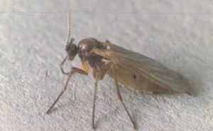 Adult Dark winged fungus gnat