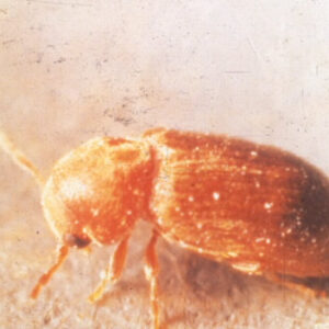 Adult Drugstore Beetle